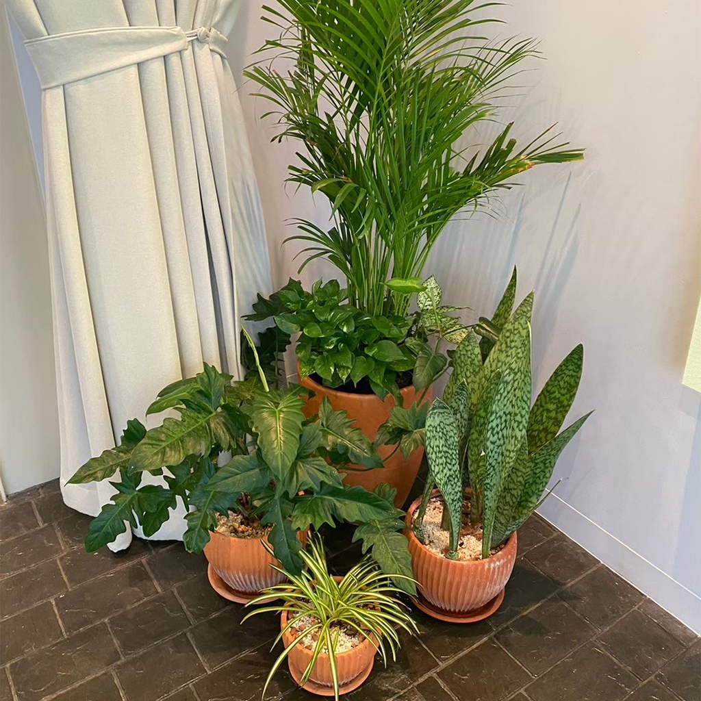 Monthly Plant Rental Service - Package A: COZY OFFICE THEME