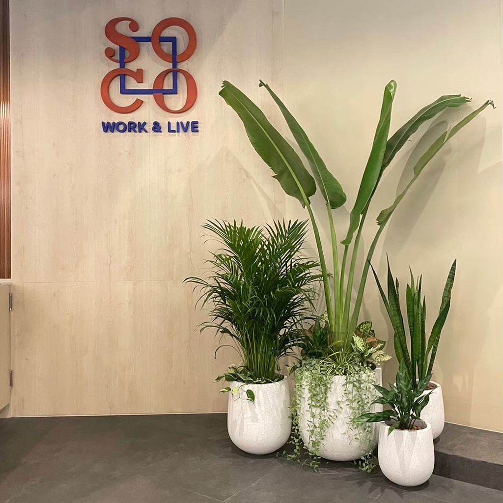 
Monthly Plant Rental Service - Package D: MODERN OFFICE THEME