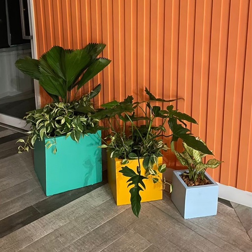 [9CLS200446] Monthly Plant Rental Service - Package K: COLOUR BLOCKING THEME